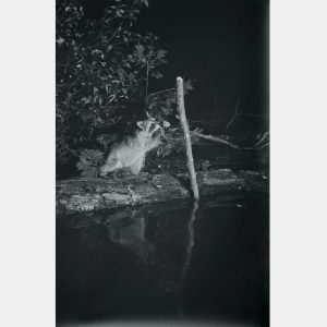 Старинные фото ночной съемки в лесу