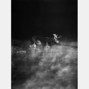 Первые фотографии животных ночью