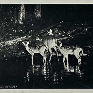 Ночная съемка животных