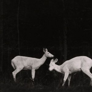 Арт фото ночью природа лес первые фото в истории