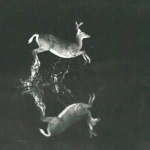 Фото прыгающего оленя история фотографии